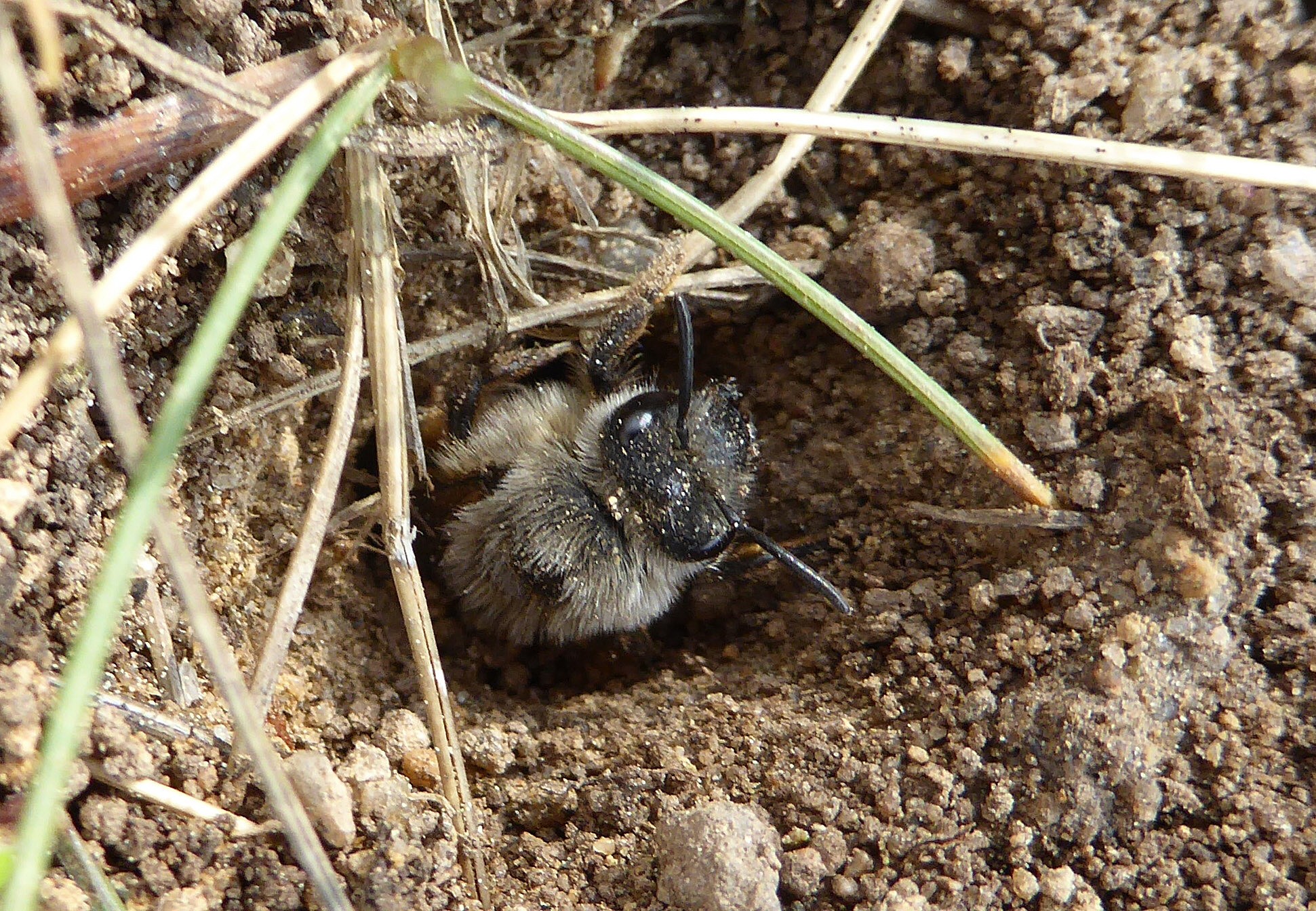 Abeille de terre