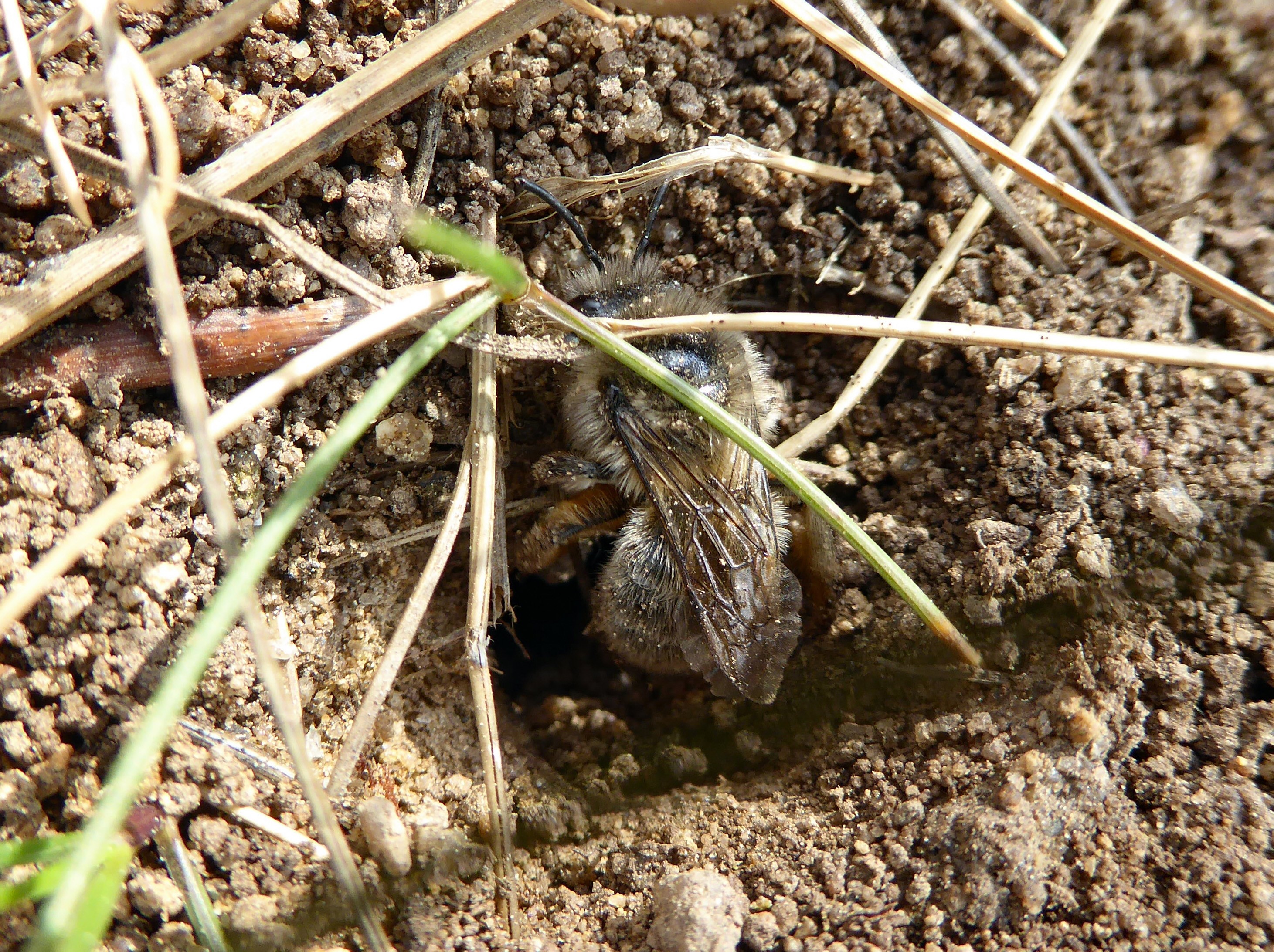 Abeille de terre