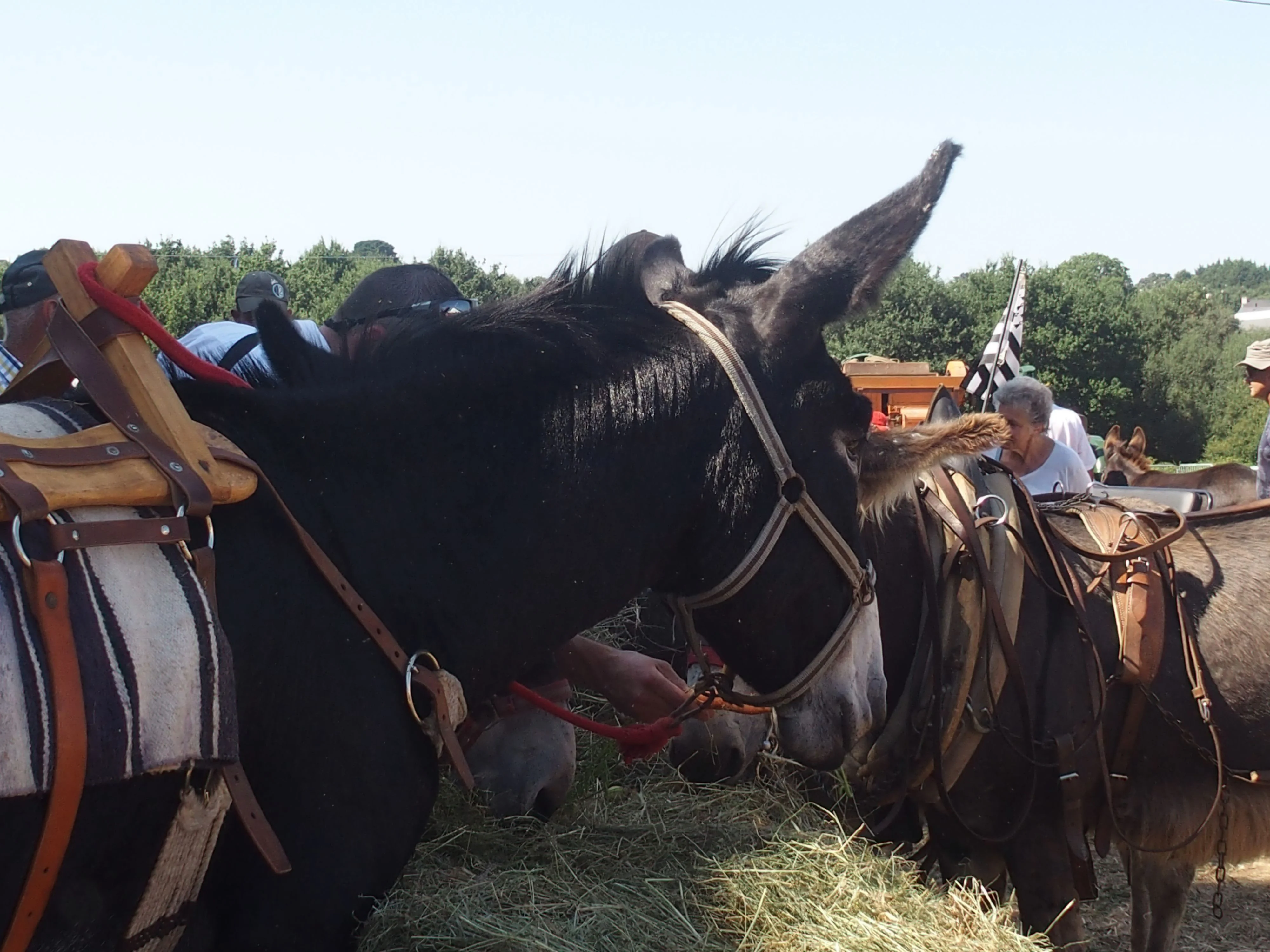 Baden fete des battages 2018 106 