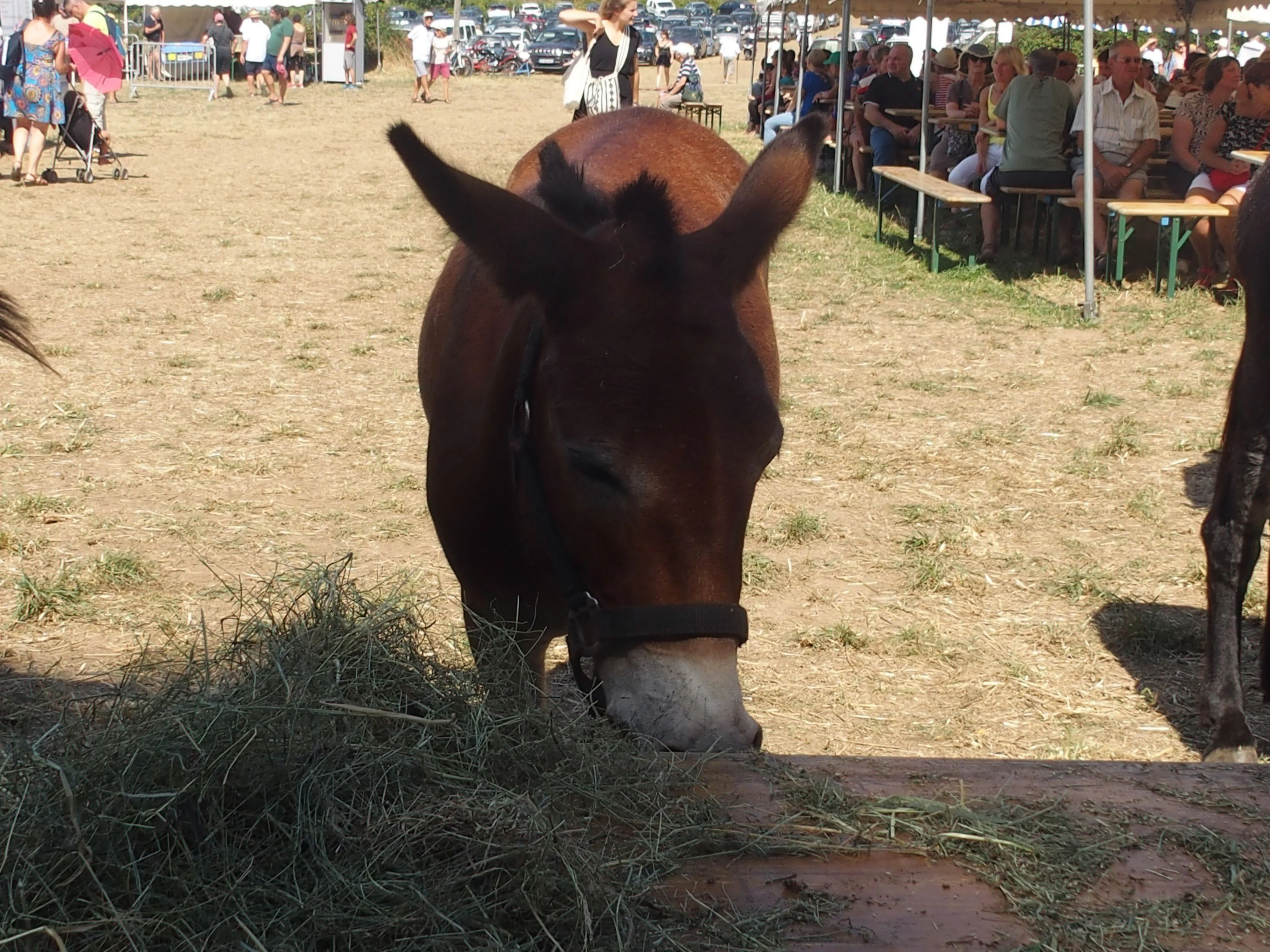 Baden fete des battages 2018 116 