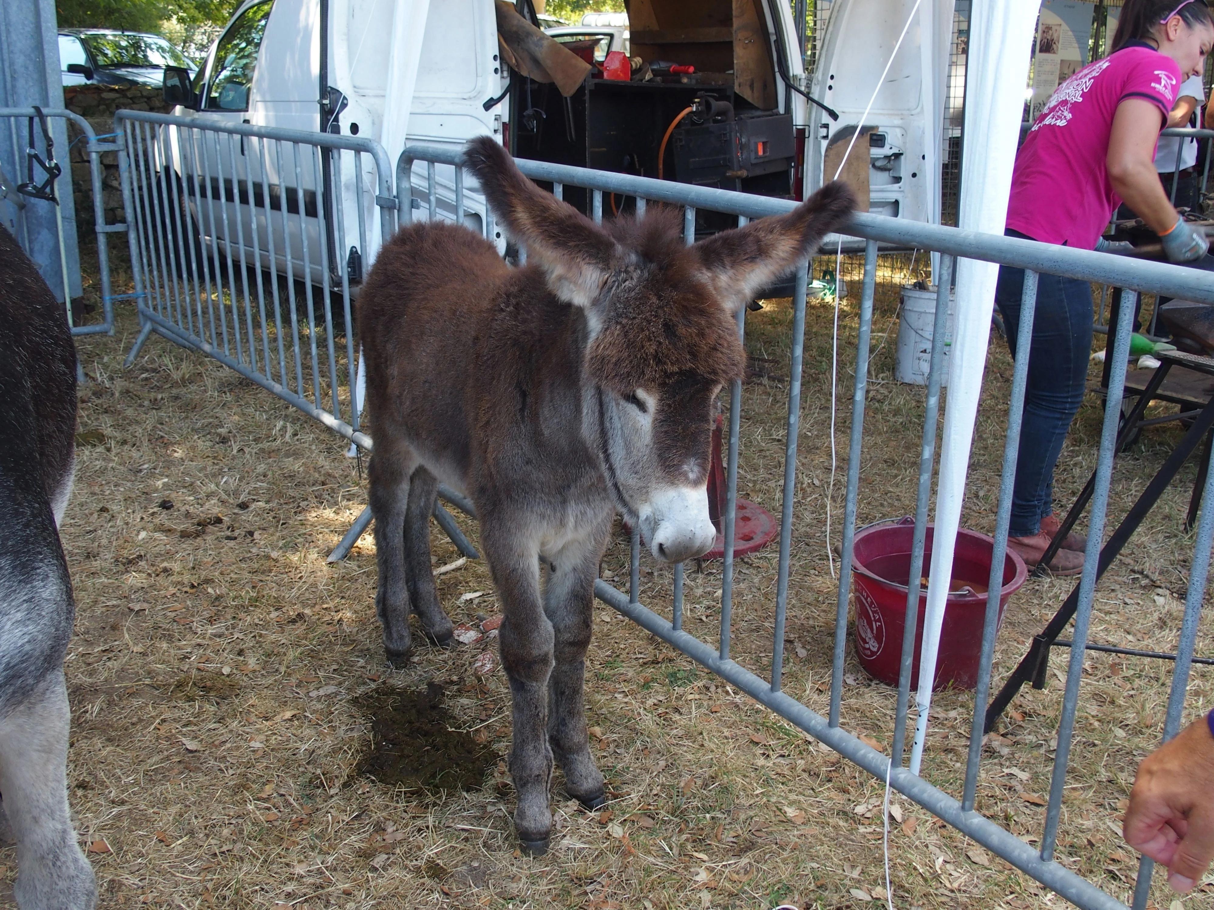 Baden fete des battages 2018 67 