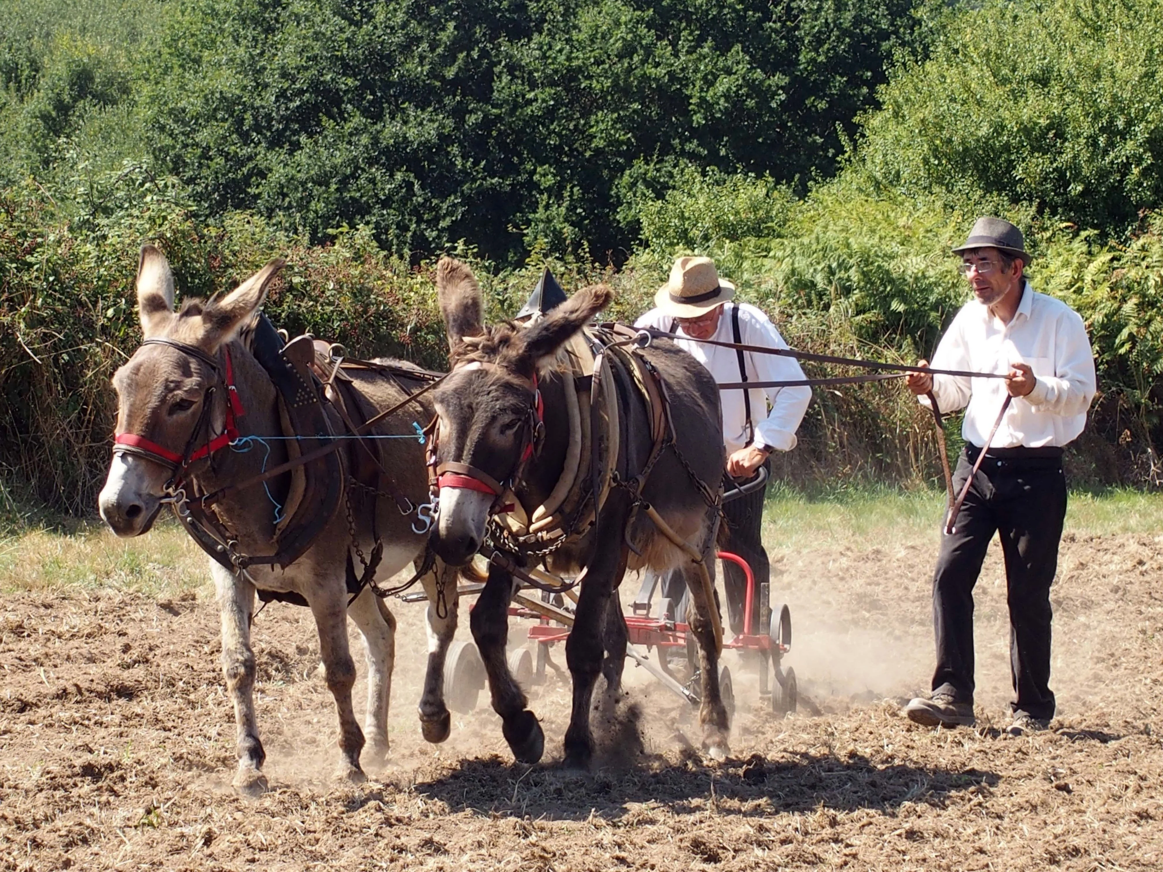 Baden fete des battages 2018 79 