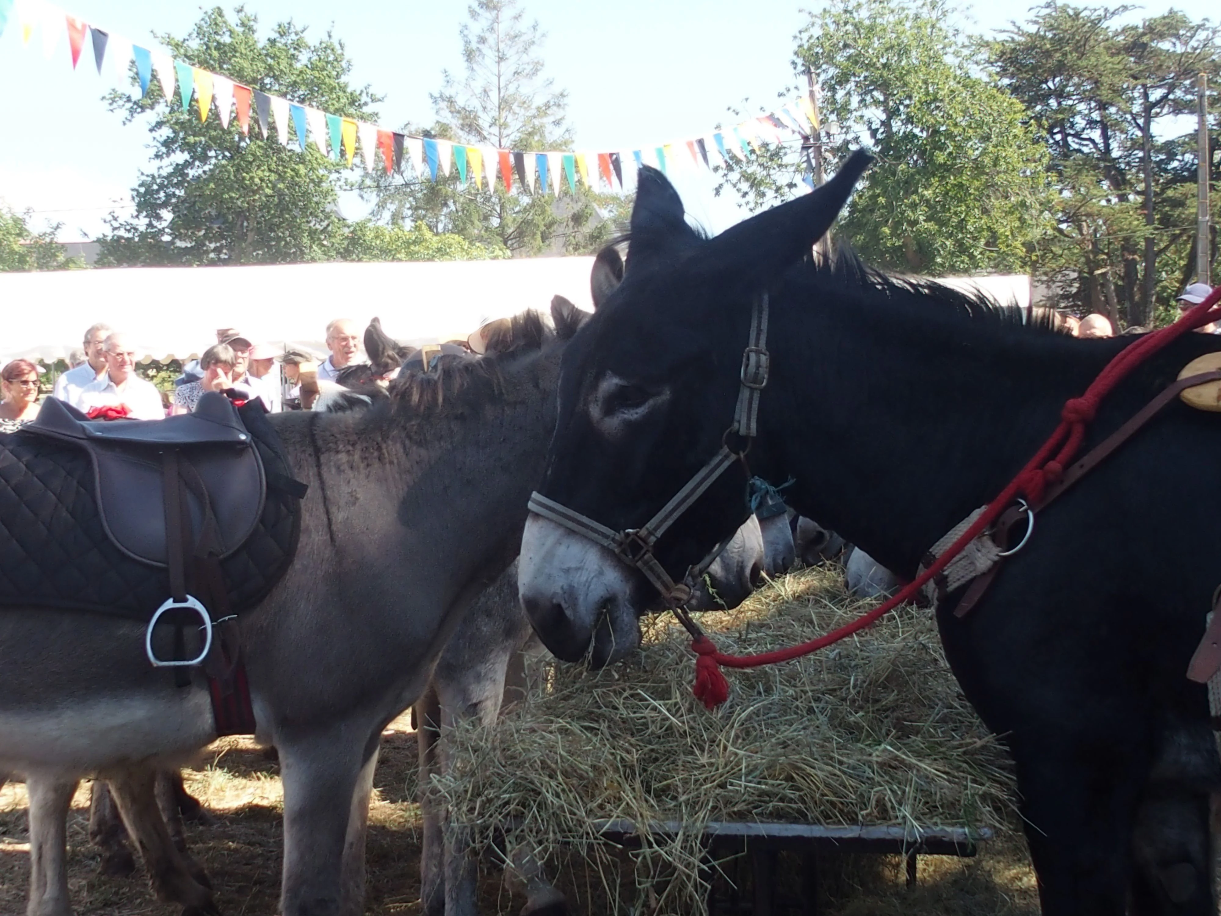 Baden fete des battages 2018 87 