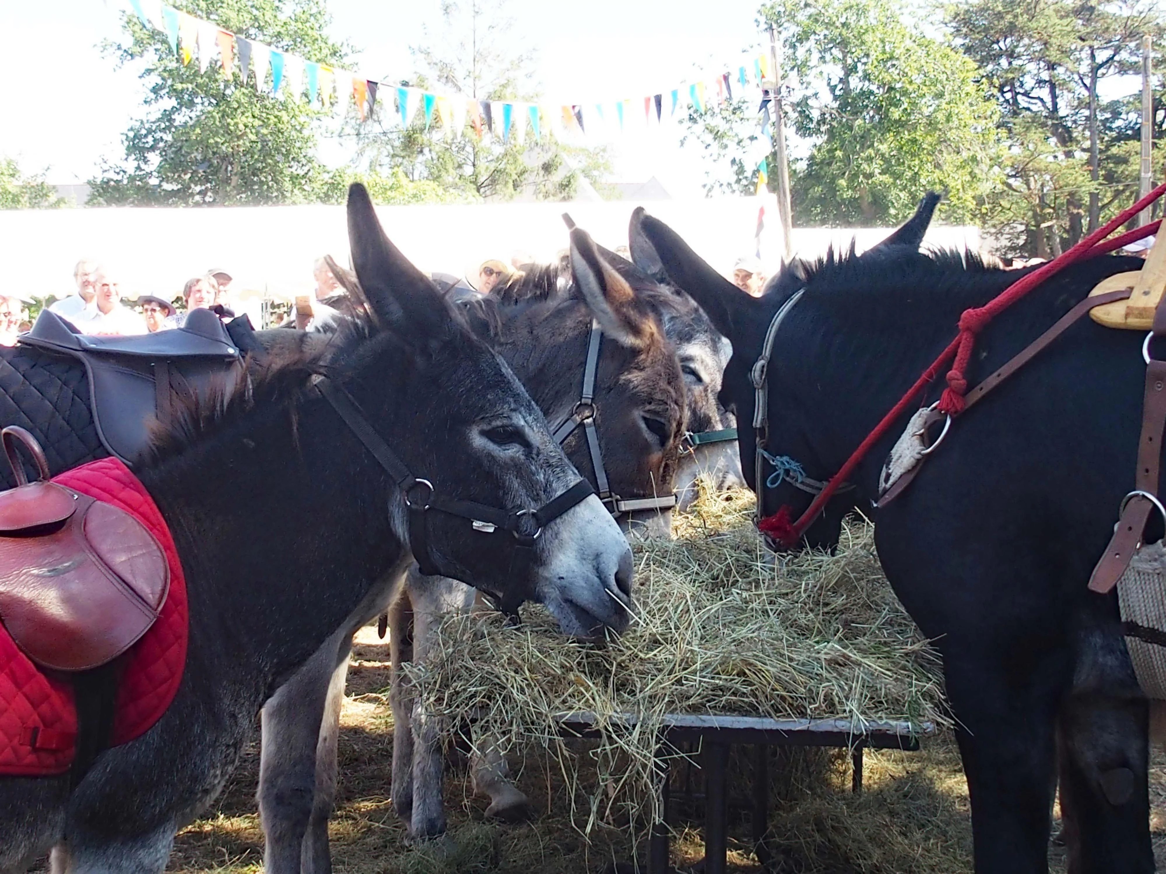 Baden fete des battages 2018 88 