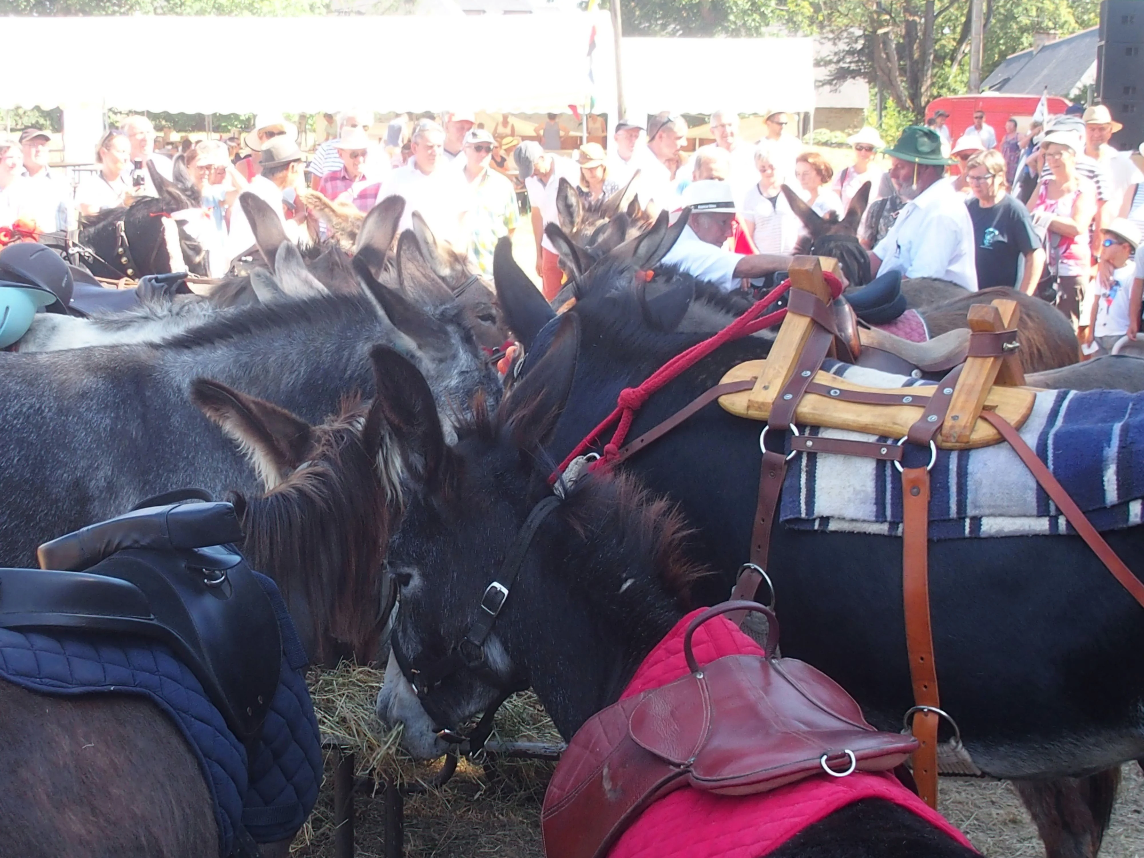 Baden fete des battages 2018 90 