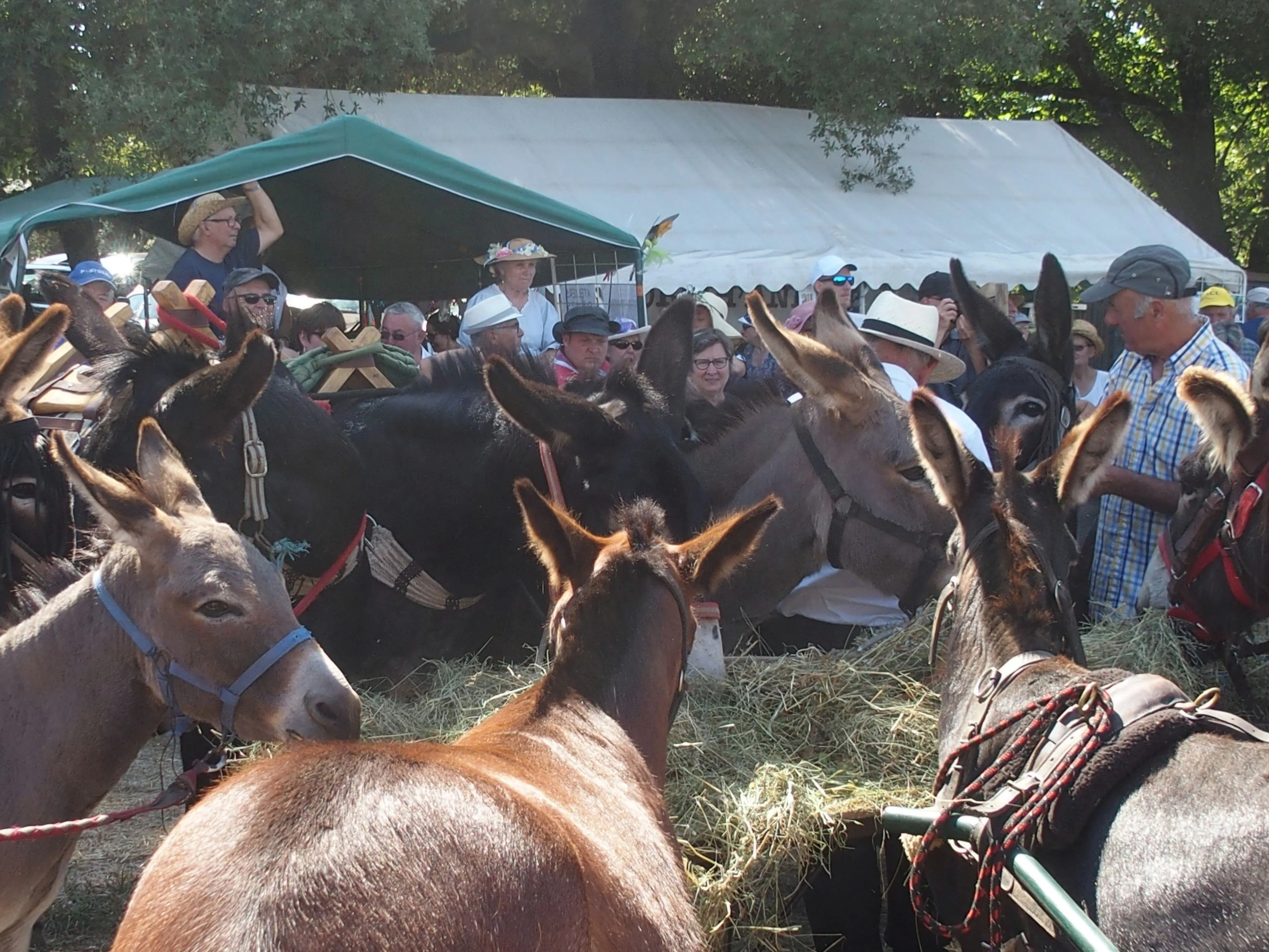 Baden fete des battages 2018 97 