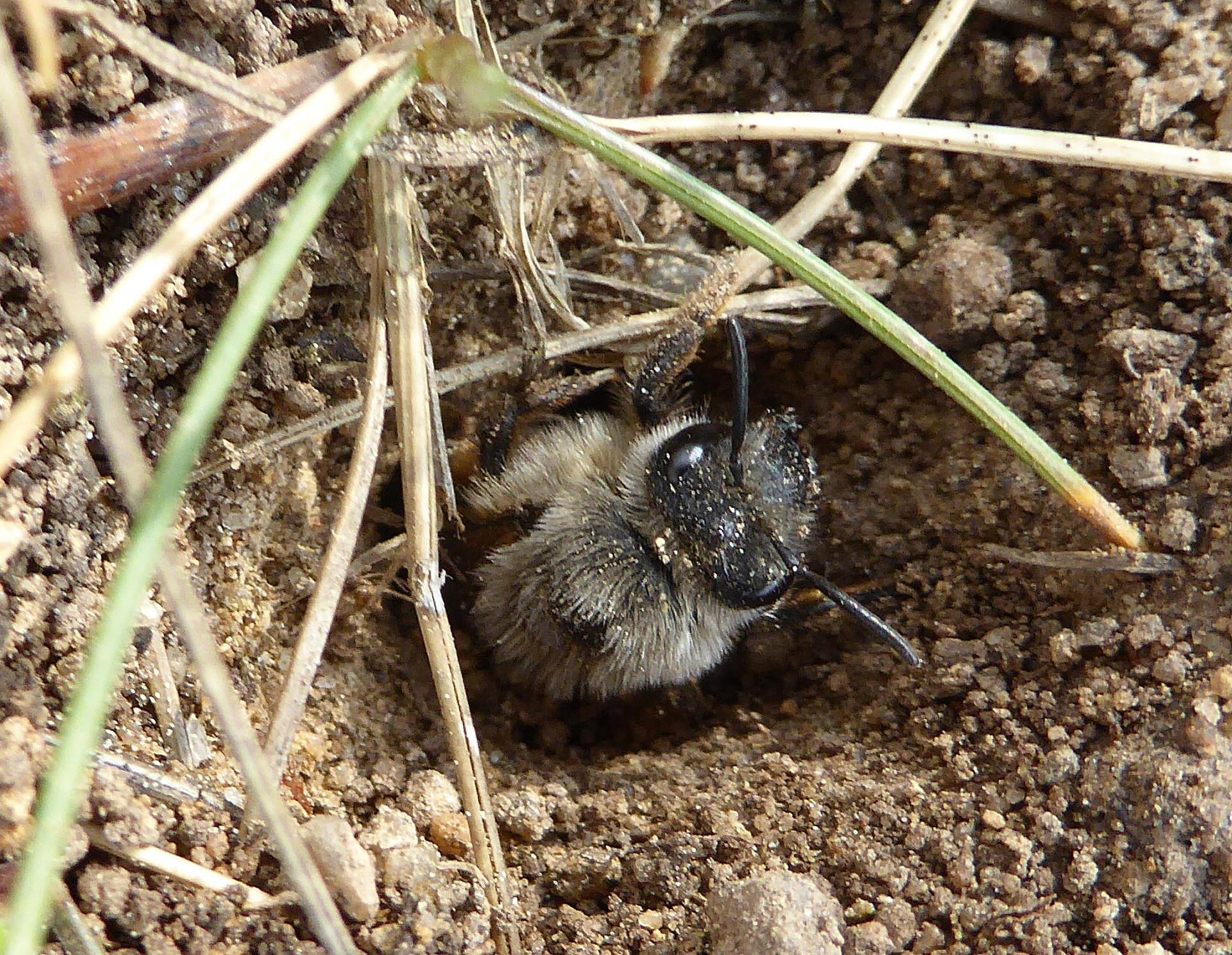01 abeille de terre