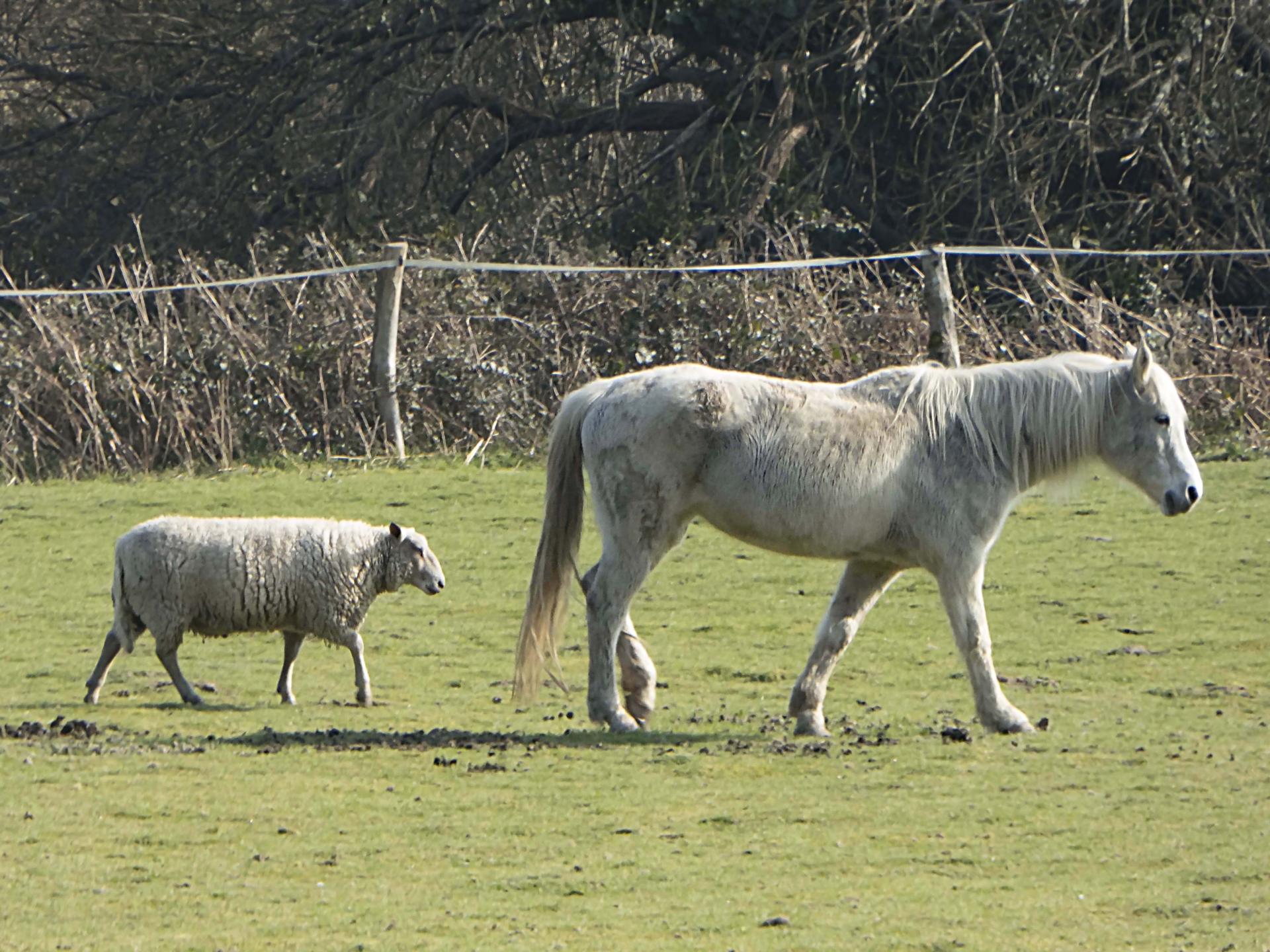01 cheval et belier