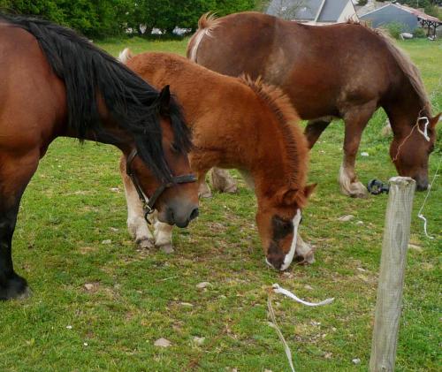 01 chevaux