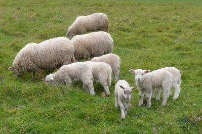01 moutons