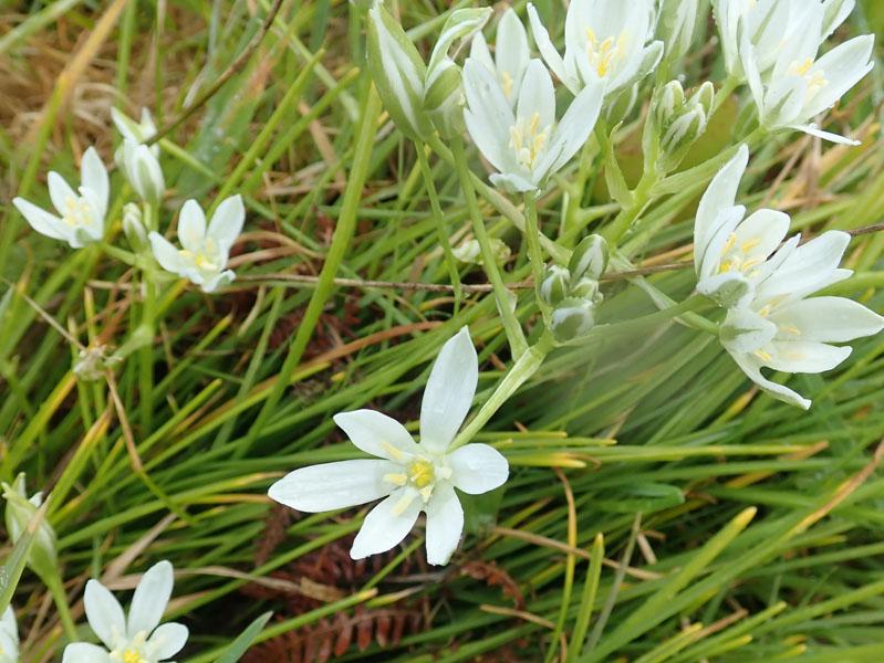 01 prairies humides