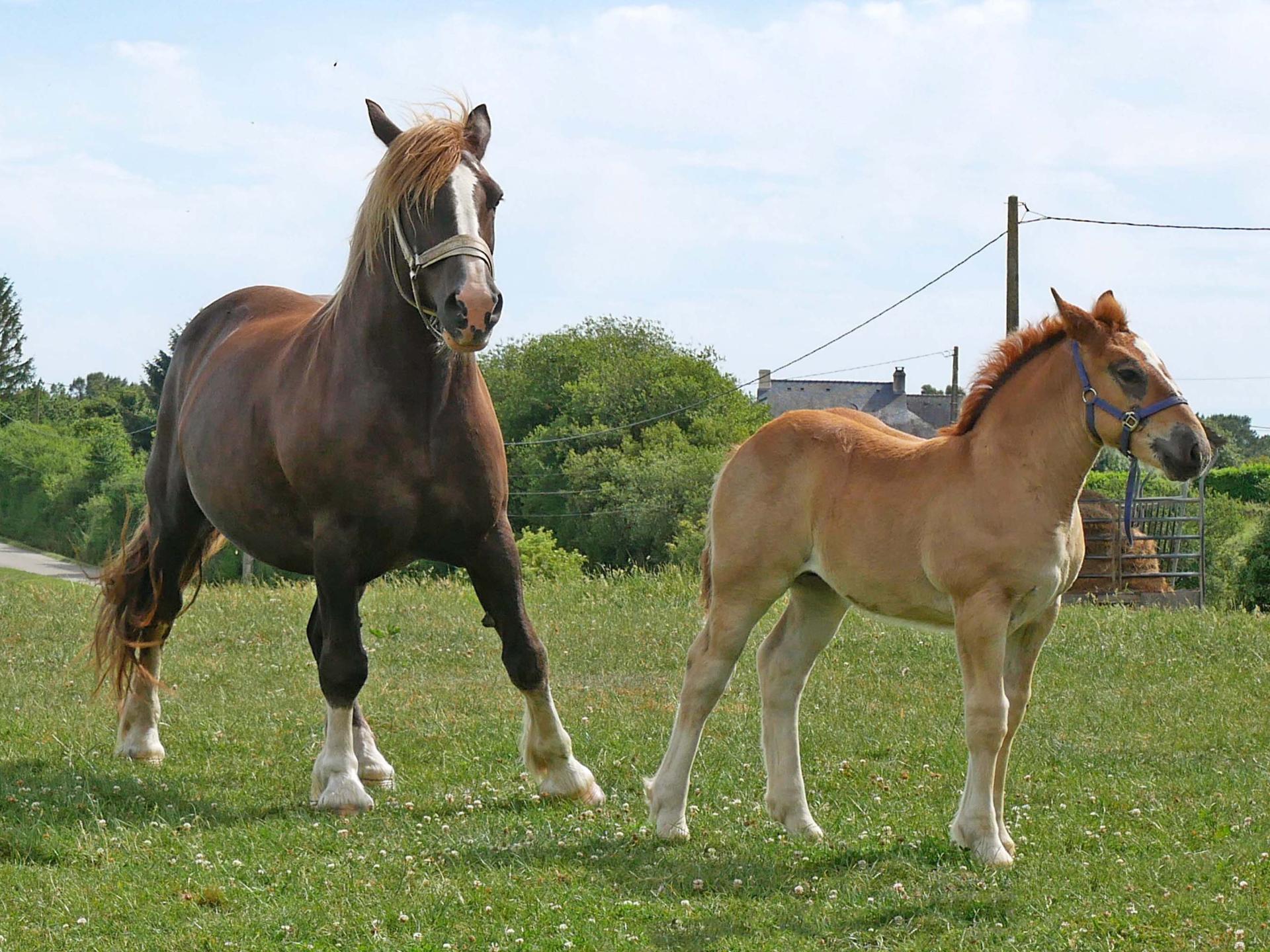 02 chevaux 1