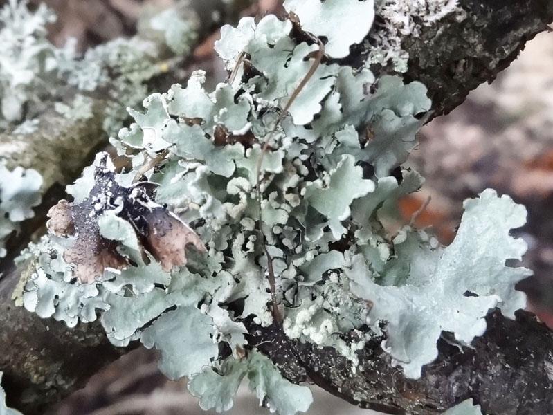 02 les lichens