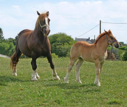 03 chevaux