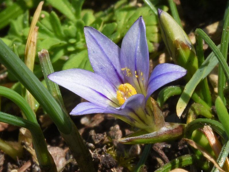 03 les plantes rares