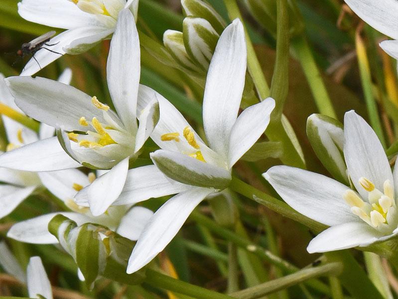 04 les plantes dans les milieux calcaires