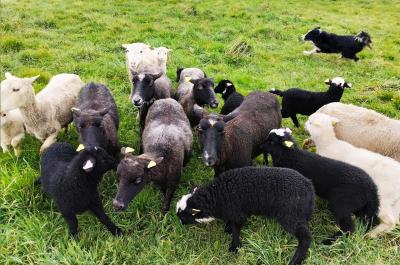 04 moutons