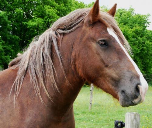 05 chevaux