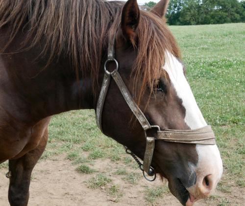 06 chevaux