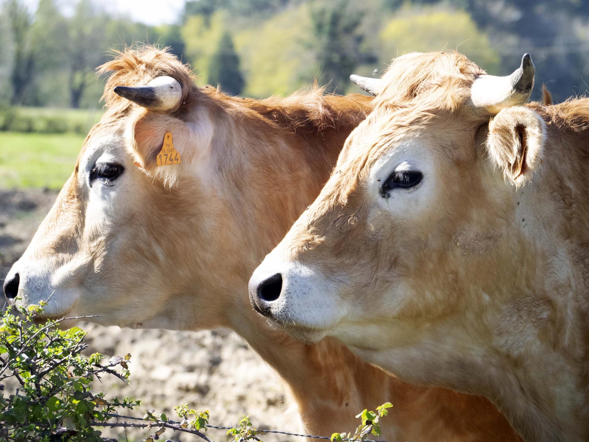 06 vaches