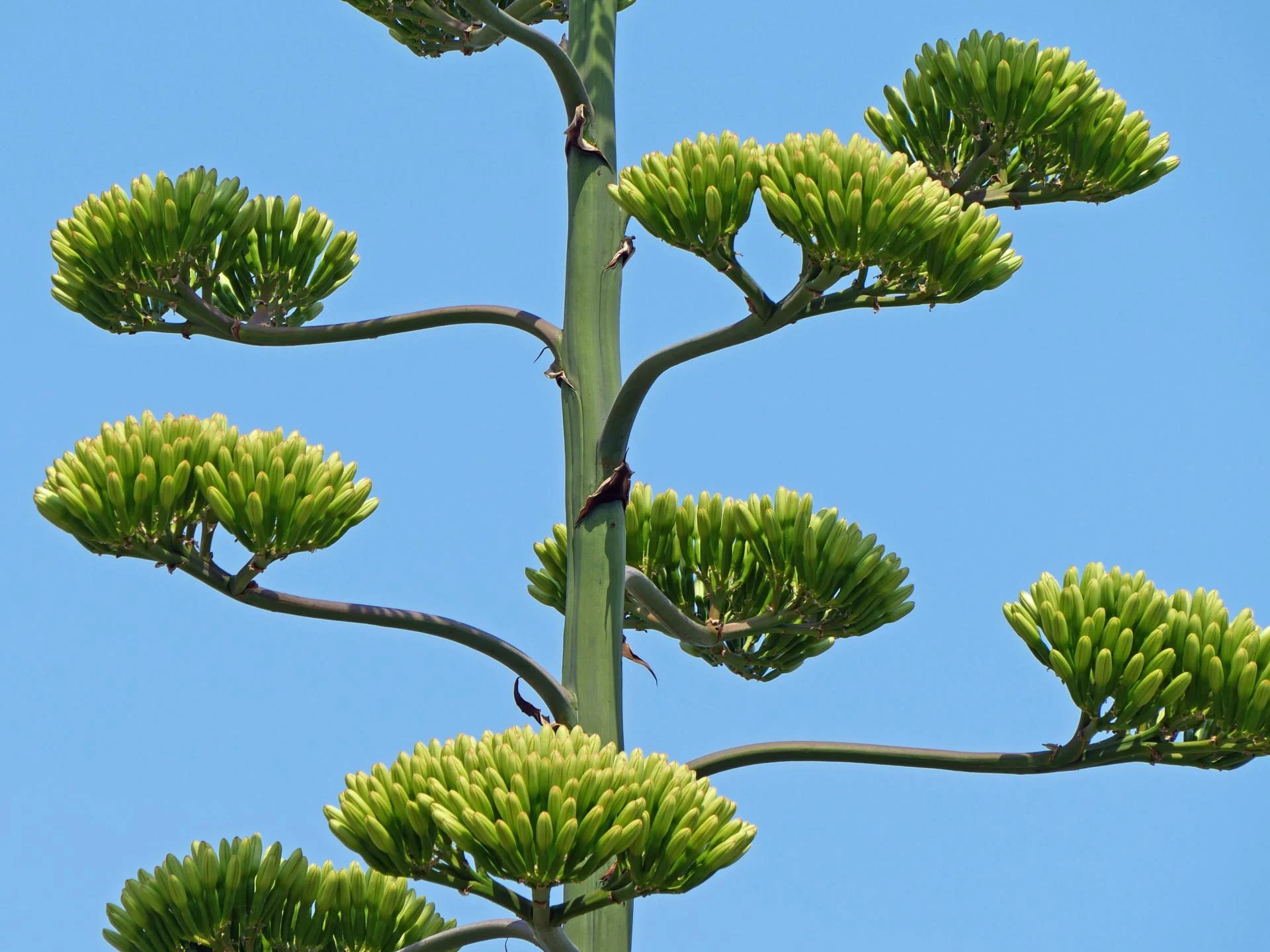 Agave americana 1