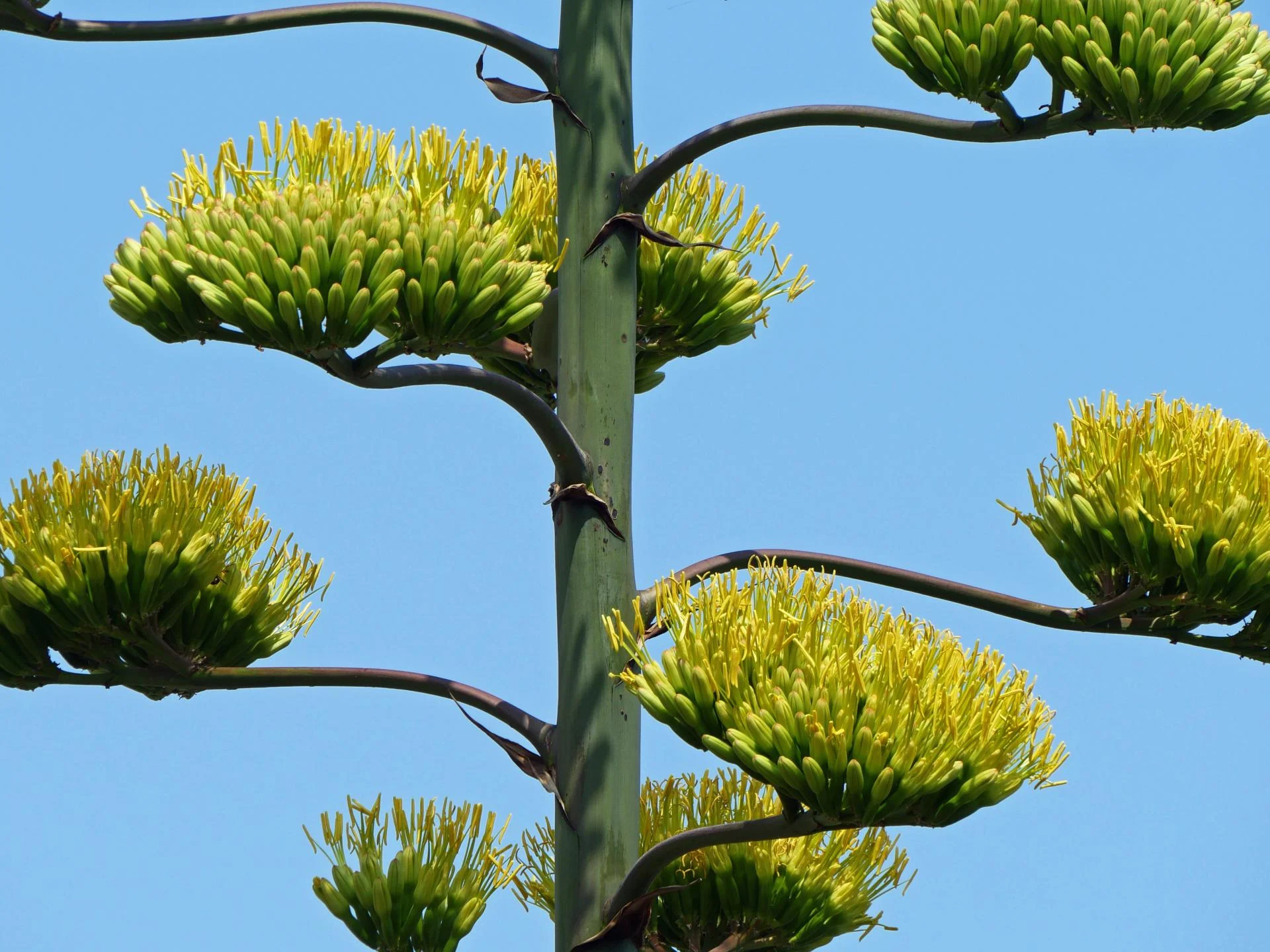 Agave americana 2