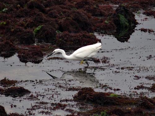 Aigrette garzette 1