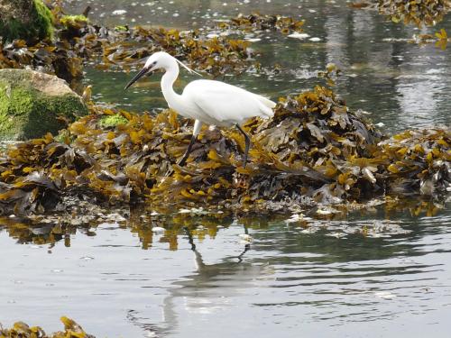Aigrette garzette 2