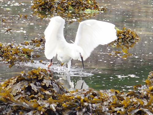 Aigrette garzette 3