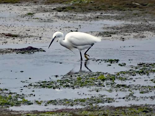 Aigrette garzette 4