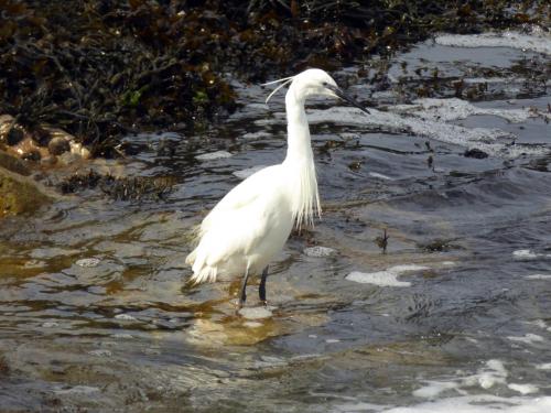 Aigrette garzette 5