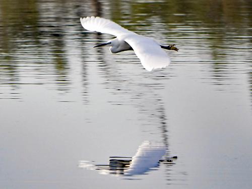 Aigrette garzette 6