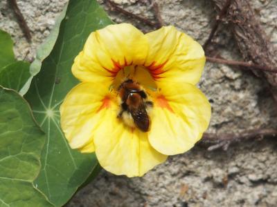 Bourdon 1