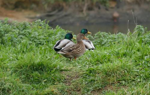 Canards colvert 1