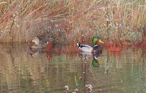 Canards colvert 2