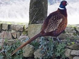 Coq faisan a kergonano