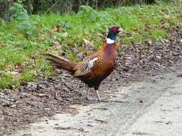 Coq faisan a lohac