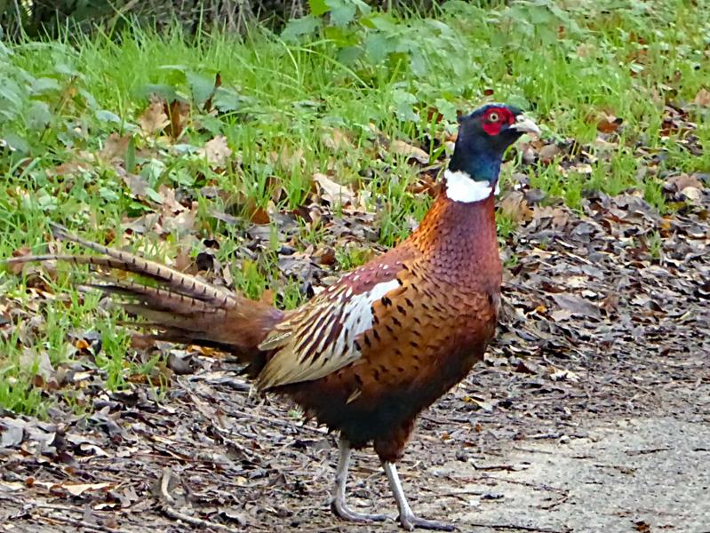 Coq faisan