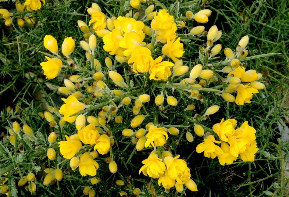 Flore 1