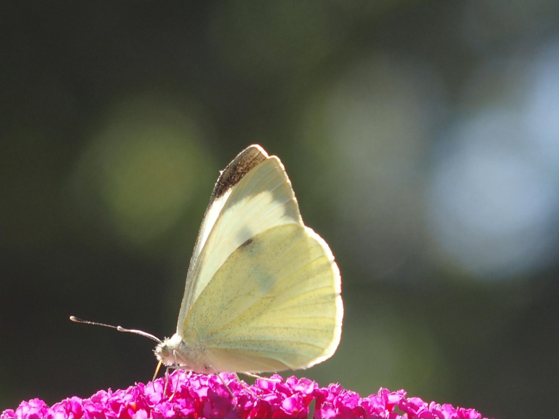 Garden whites 5