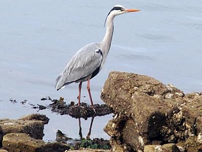 Herons cendres 2