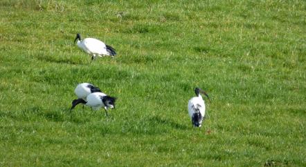 Ibis 1