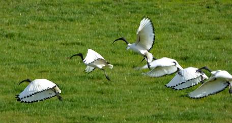 Ibis 2