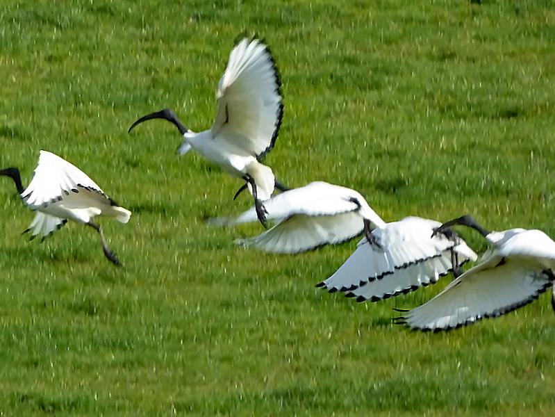 Ibis