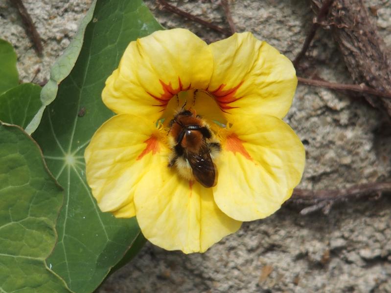 Les insectes