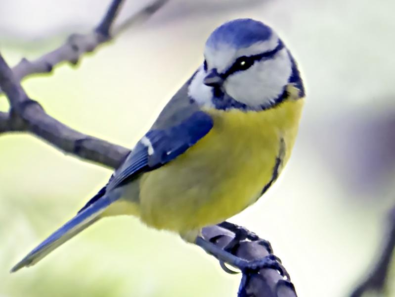 Les oiseaux des jardins