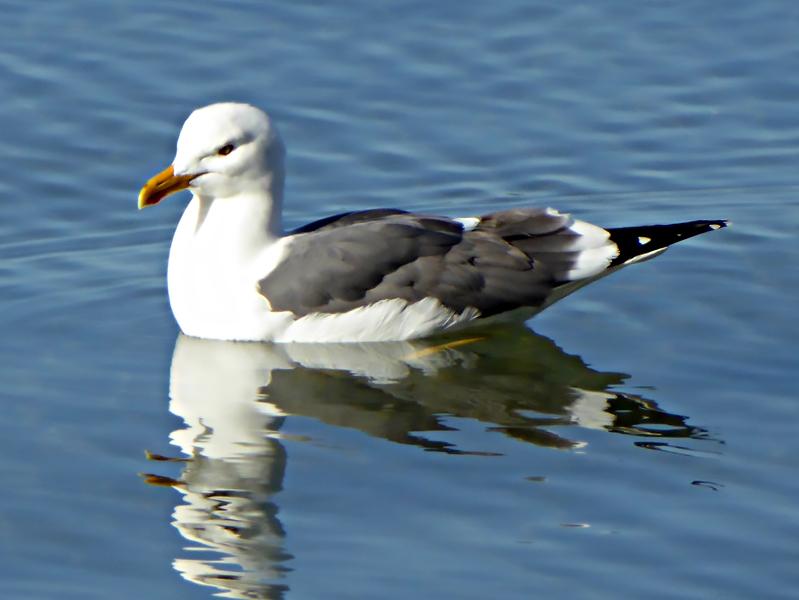 Les oiseaux du golfe