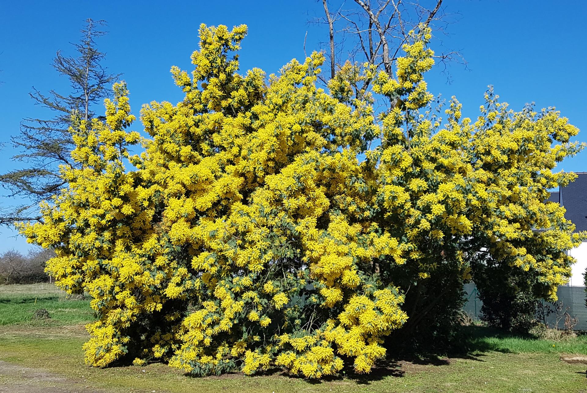 Mimosas