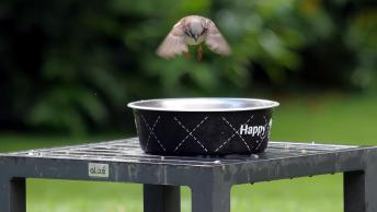 Moineau a kervernir