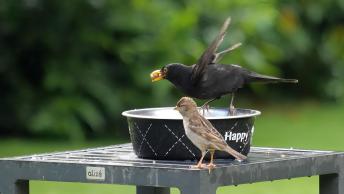 Moineau et merle a kervernir 1